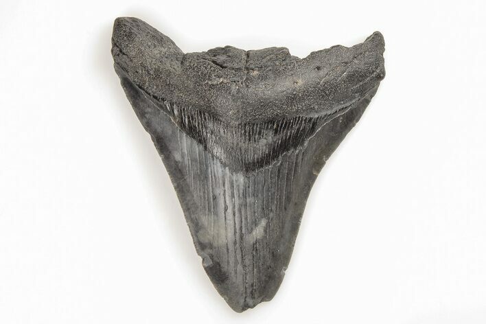 Bargain, 3.97" Fossil Megalodon Tooth - South Carolina